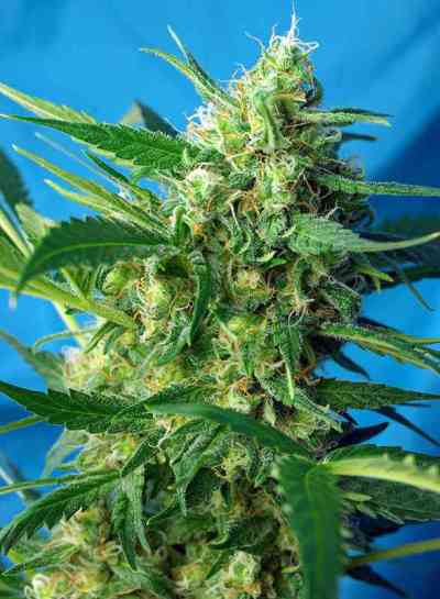Ice Cool Auto > Sweet Seeds | Autoflowering Cannabis   |  Sativa